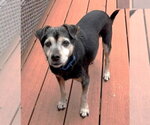Small #1 Mutt