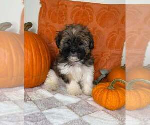 Zuchon Puppy for sale in GLEN ALLEN, VA, USA