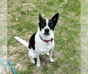 American Pit Bull Terrier-Unknown Mix Dogs for adoption in Fargo, ND, USA