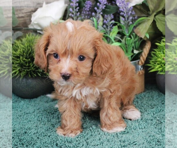 Medium Photo #9 Cavapoo (Miniature) Puppy For Sale in CARLISLE, KY, USA