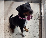 Small #1 Mutt