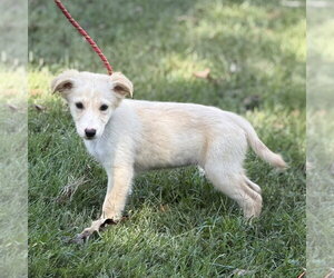 Polly - Female Mutt Dog for Adoption - Photo #2