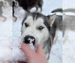 Small #10 Huskies  Mix