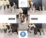 Small Photo #22 Boston Terrier Puppy For Sale in GOSHEN, IN, USA