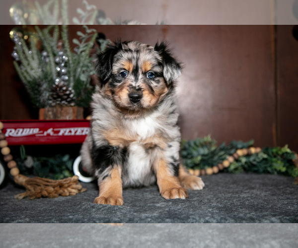 Medium Photo #3 Miniature Australian Shepherd Puppy For Sale in SHREVE, OH, USA