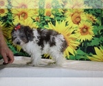 Birdie - Female Goldendoodle (Miniature) Puppy for Sale - Photo #26