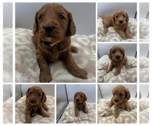 Goldendoodle mix (+ Poodle Miniature) Litter for sale in SPARTANBURG, SC, USA