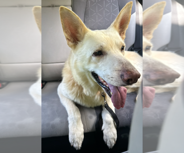 Medium Photo #1 German Shepherd Dog Puppy For Sale in Centreville, VA, USA