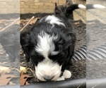 Small Photo #5 Aussiedoodle-Poodle (Standard) Mix Puppy For Sale in COMMERCE, MI, USA