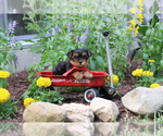Small #3 Yorkshire Terrier