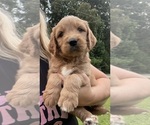 Small #1 Goldendoodle