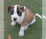 Small #4 Boxer Mix