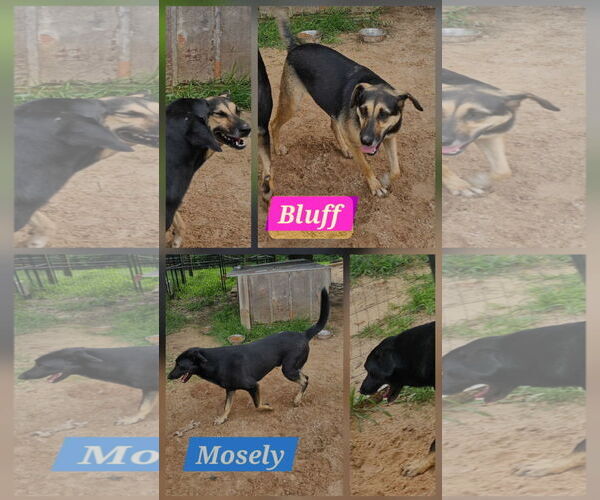 Medium Photo #1 German Shepherd Dog-Unknown Mix Puppy For Sale in Farmerville, LA, USA