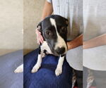 Small #1 Boxer Mix