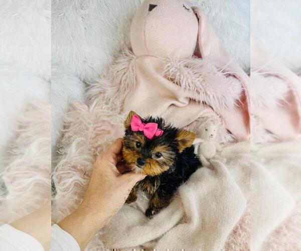 Medium Photo #10 Yorkshire Terrier Puppy For Sale in TAMPA, FL, USA
