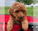 Small #9 Goldendoodle (Miniature)