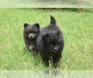 Pomeranian Puppy for sale in DINWIDDIE, VA, USA
