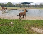 Small Photo #6 Belgian Malinois Puppy For Sale in KATY, TX, USA