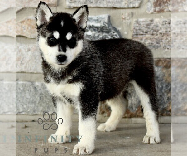 Medium Photo #2 Gerberian Shepsky Puppy For Sale in HONEY BROOK, PA, USA