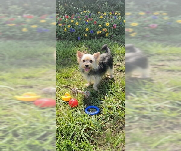 Medium Photo #10 Mutt Puppy For Sale in Weston, FL, USA