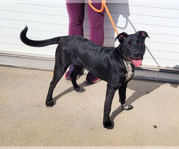 Medium Photo #1 Labrador Retriever-Unknown Mix Puppy For Sale in Louisville, KY, USA