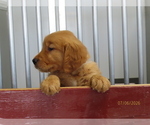 Small #2 Golden Retriever