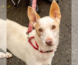 Mutt Dogs for adoption in Canton, CT, USA