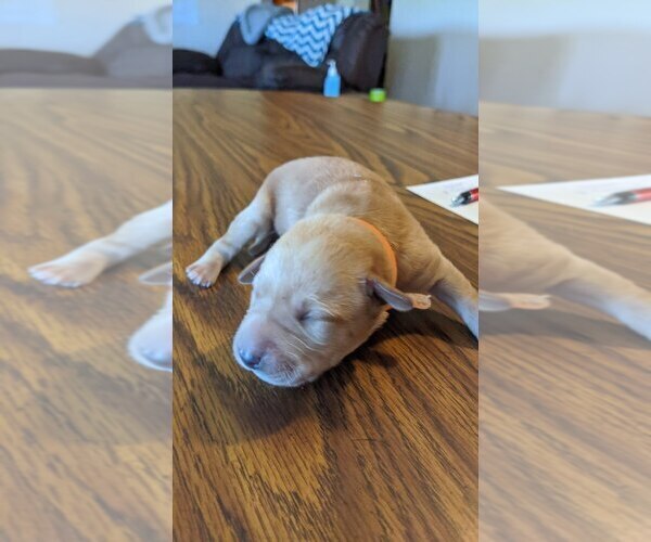 Medium Photo #1 Labrador Retriever Puppy For Sale in ATHENS, WI, USA
