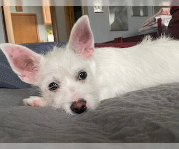 Medium Photo #1 Chihuahua-Unknown Mix Puppy For Sale in Plainfield, IL, USA