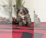 Small #11 Cockapoo (Miniature)