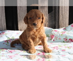 Small Photo #10 Goldendoodle (Miniature) Puppy For Sale in BLOOMINGTON, IN, USA