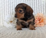 Small #7 Dachshund