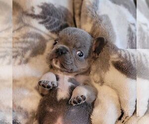 French Bulldog Puppy for sale in NEW HOLLAND, PA, USA