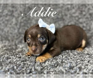 Mutt Dogs for adoption in Grafton, WI, USA