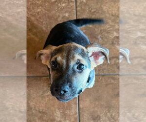 Mutt Dogs for adoption in Germantown, OH, USA