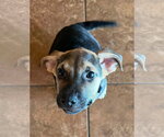 Small Mutt