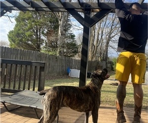 Mother of the Cane Corso puppies born on 11/24/2025