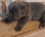 Small Photo #9 Cane Corso Puppy For Sale in MODESTO, CA, USA