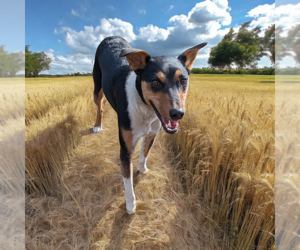 Medium Photo #5 - Mix Puppy For Sale in Vail, AZ, USA