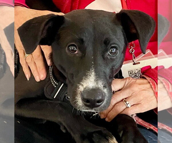 Medium Photo #10 Labrador Retriever-Unknown Mix Puppy For Sale in Canton, CT, USA