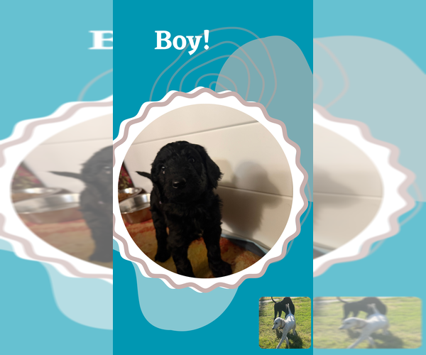 Medium Photo #3 Poodle (Standard) Puppy For Sale in SACRAMENTO, CA, USA