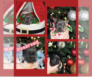 French Bulldog Puppy for sale in LEBANON, KY, USA