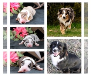 Australian Shepherd Puppy for Sale in GEORGETOWN, Texas USA