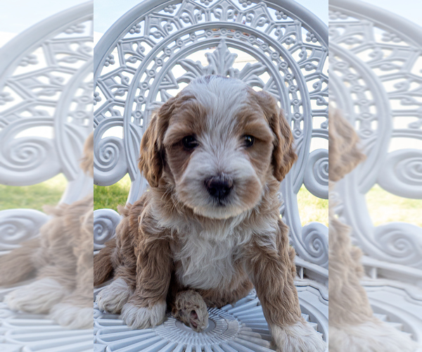 Medium Photo #2 Bernedoodle (Miniature) Puppy For Sale in ROY, UT, USA