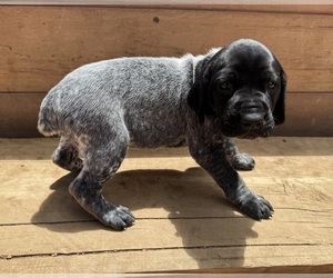 German Shorthaired Pointer Puppy for sale in WOODLAND PARK, CO, USA