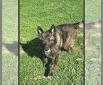 Small #3 Holland Shepherd