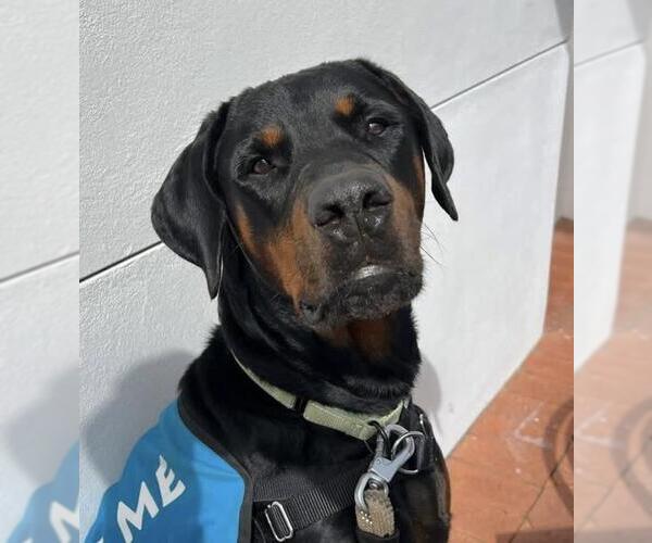 Medium Photo #1 Doberman Pinscher Puppy For Sale in Santa Barbara, CA, USA
