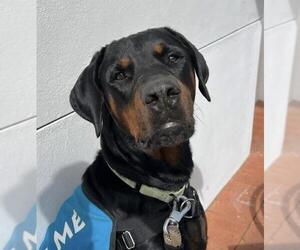 Doberman Pinscher Dogs for adoption in Santa Barbara, CA, USA