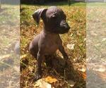 Small Photo #9 Xoloitzcuintli (Mexican Hairless) Puppy For Sale in BOX CANYON, CA, USA