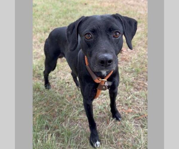 Medium Photo #2 Labrador Retriever-Unknown Mix Puppy For Sale in Conroe, TX, USA
